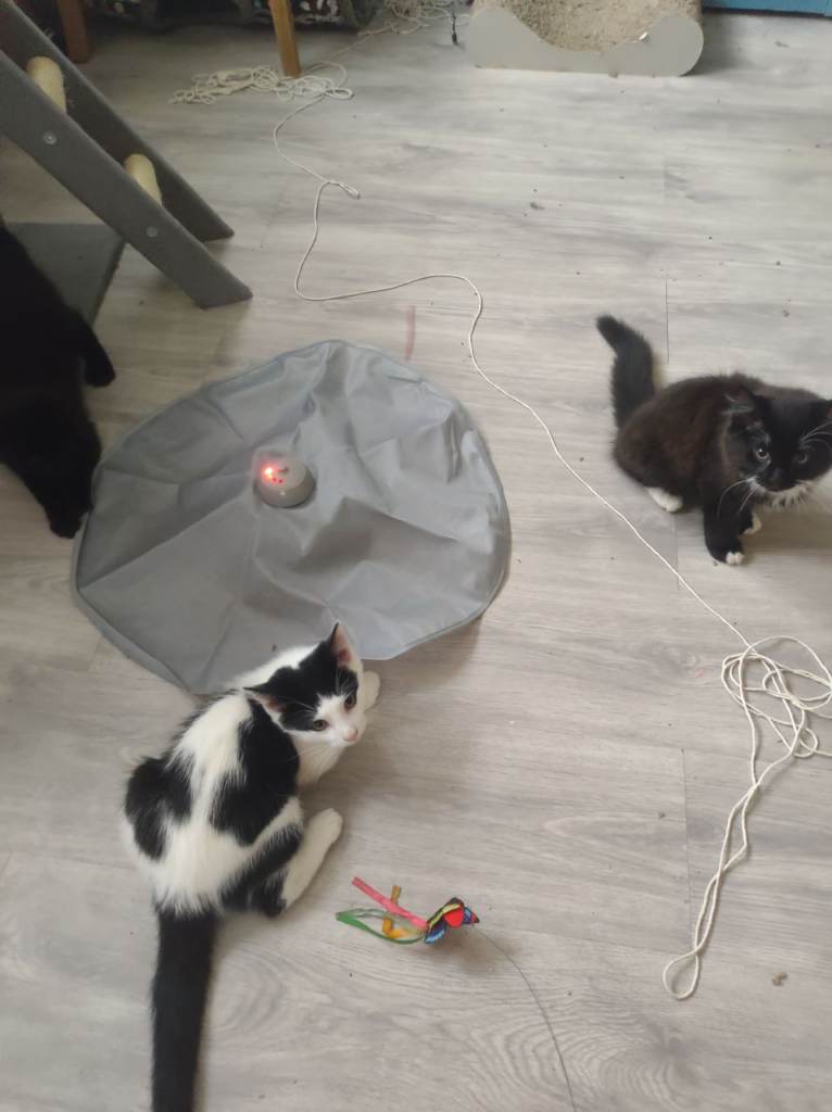 kittens for sale cats