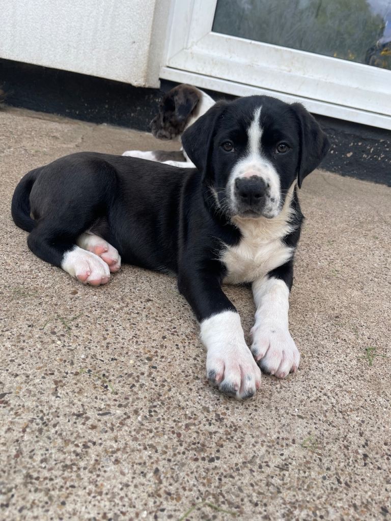 Shar Pei x Mastiff x Spaniel Litter – 30th July