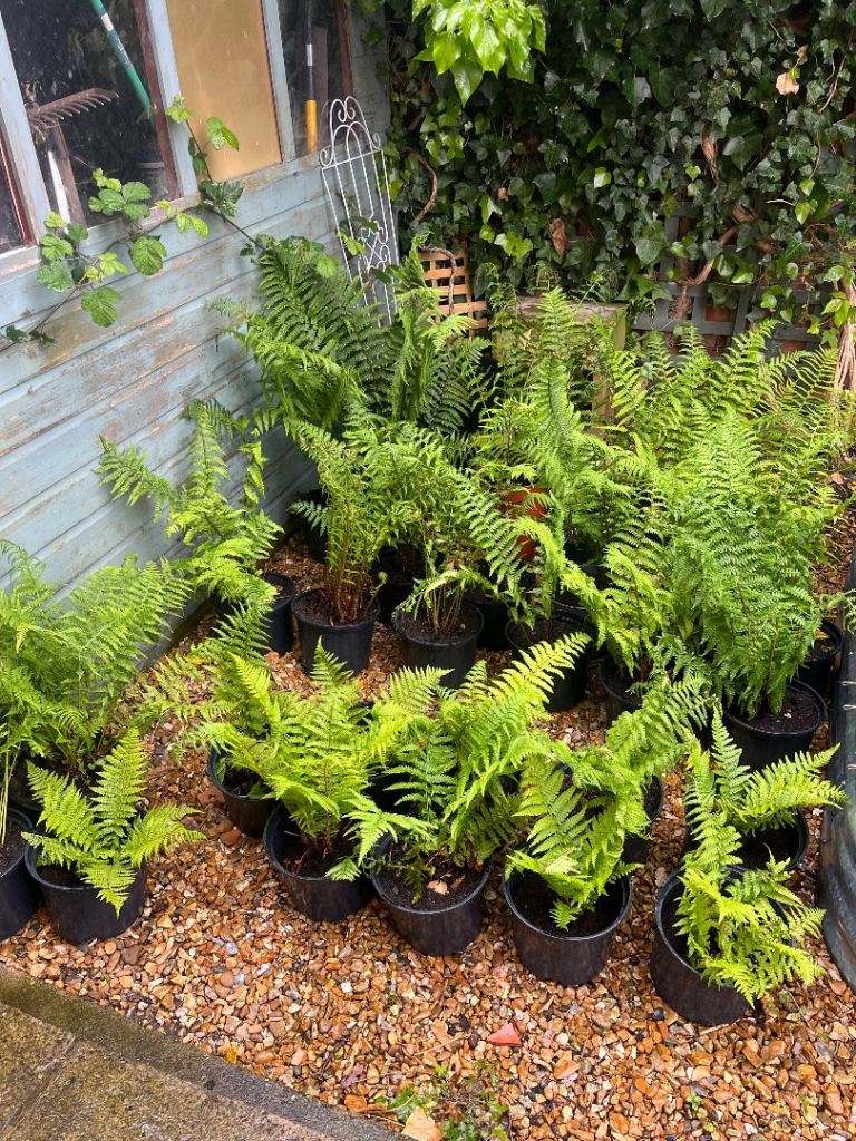 FERNS FOR SALE: Dryopteris Felix Mas - Wood Ferns (small to large × 26) £15 • IN STOCK • DARLINGTON,