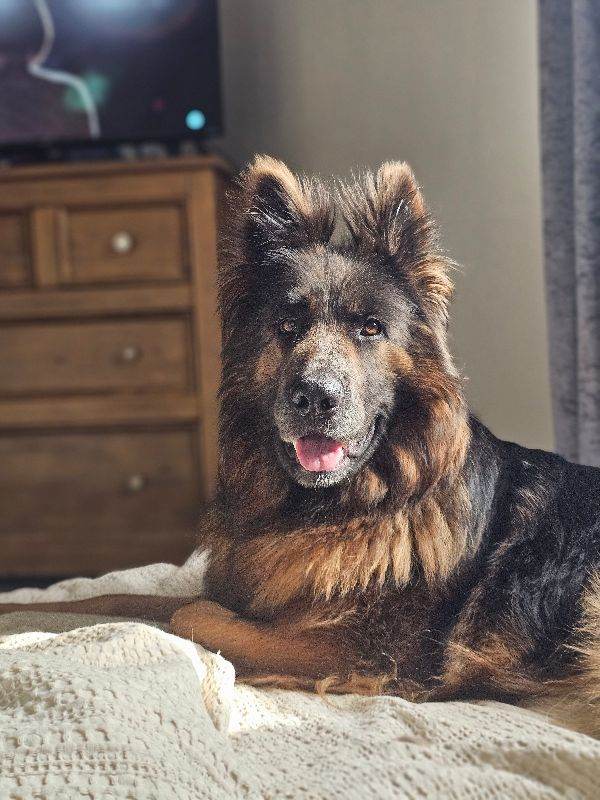 German shepherd 