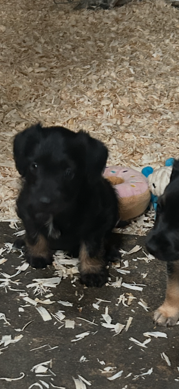 Jack Russell puppies 