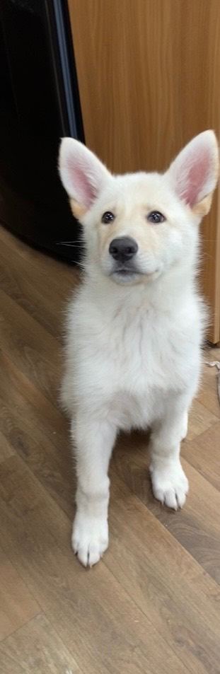 Northern Inuit X apricot German shepherd puppie