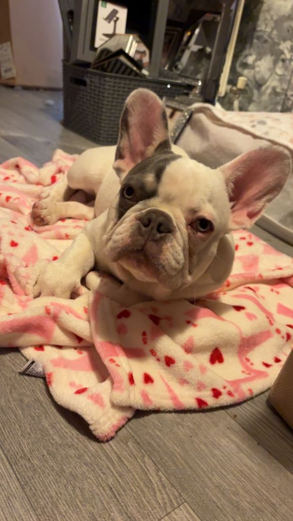 French Bulldog Puppy