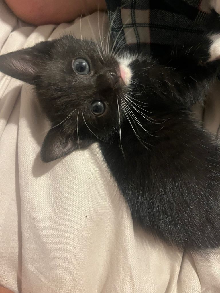 Kittens 