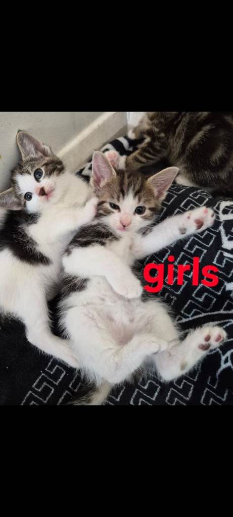 Tabby and mixed kittens for sale 