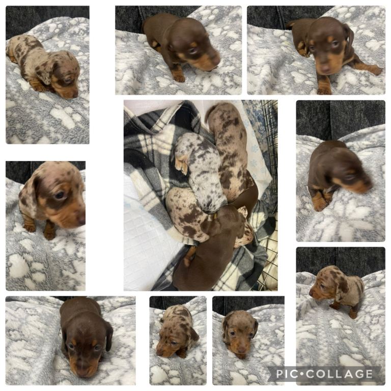 Miniature dachshund puppies 