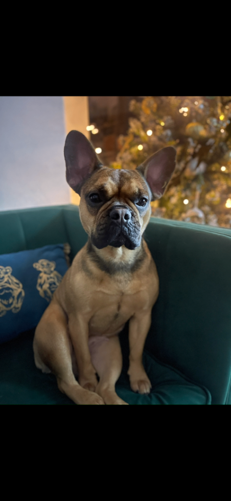 French Bulldog Girl – Loving Home Wanted 🐾