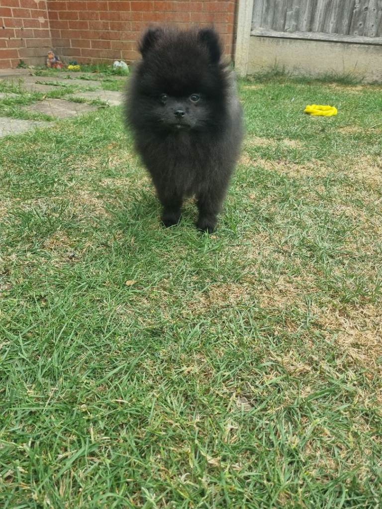Black Male Pomeranian 