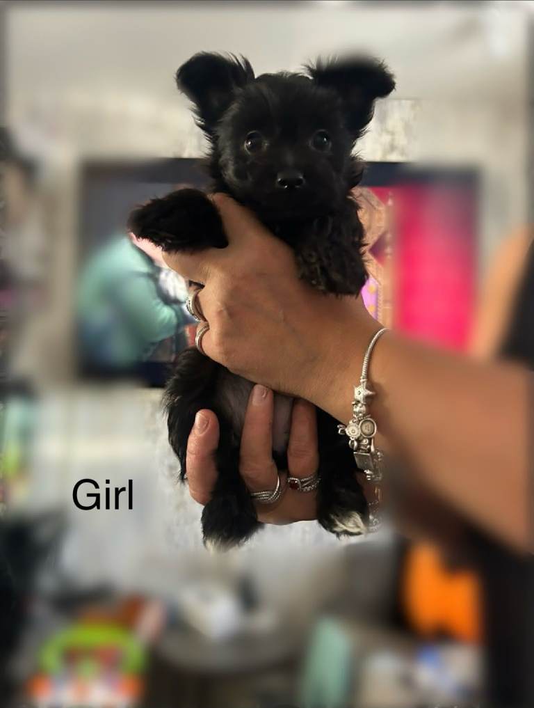 Yorkshire terrier Pappys for sale.