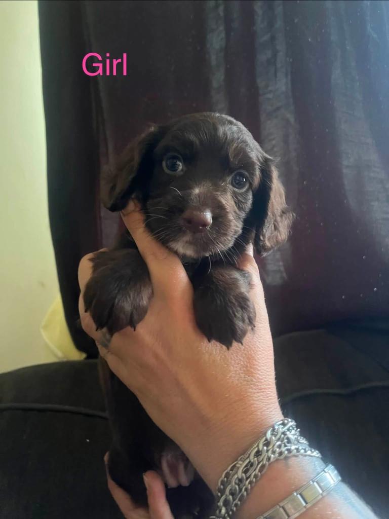 Cockerpoo/ Cocker spaniel puppies 