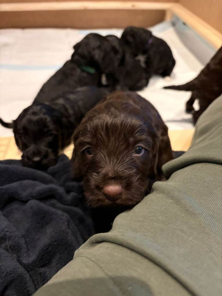 Cockapoos for sale x4
