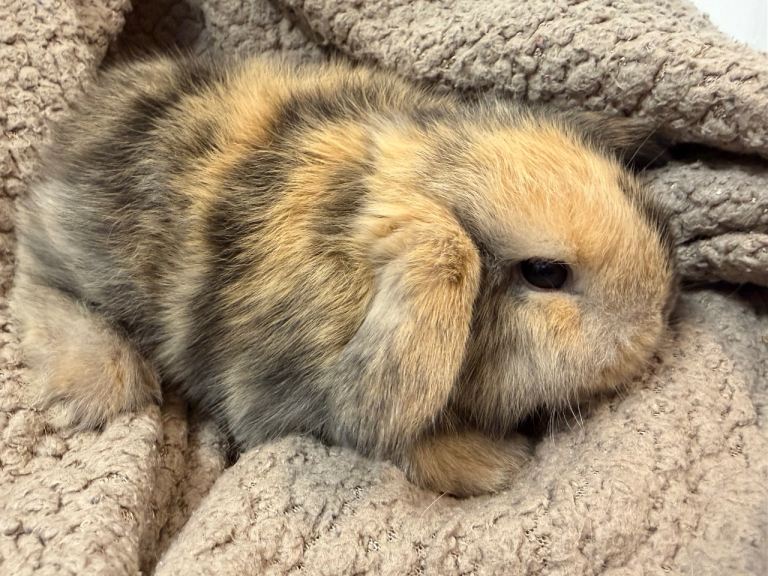 Mini lops ready now 