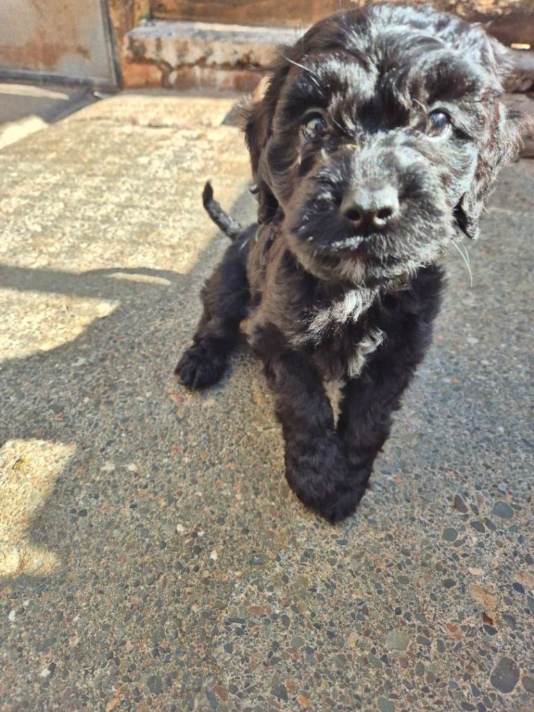 💕cockapoo puppies 