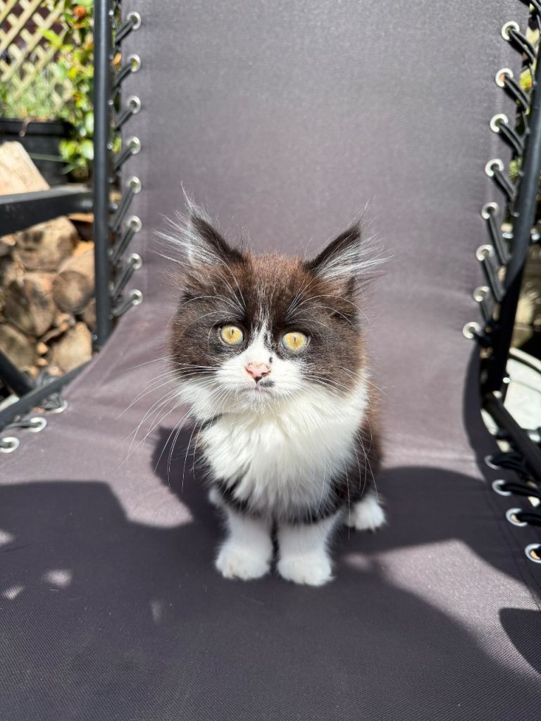 Beautiful Kittens 