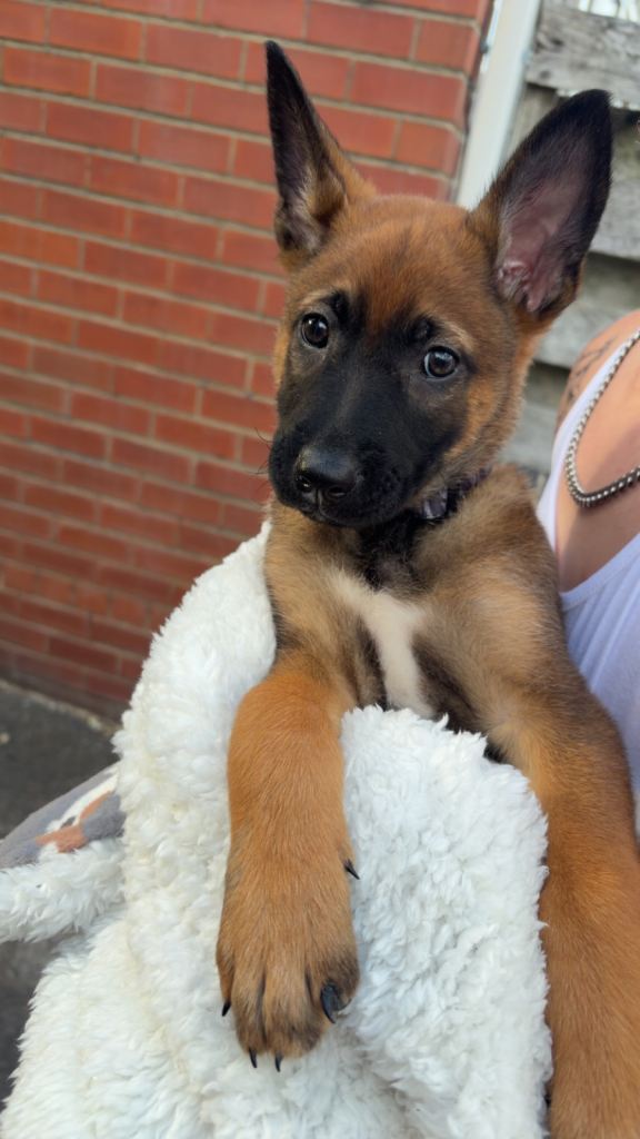 Belgium shepard 