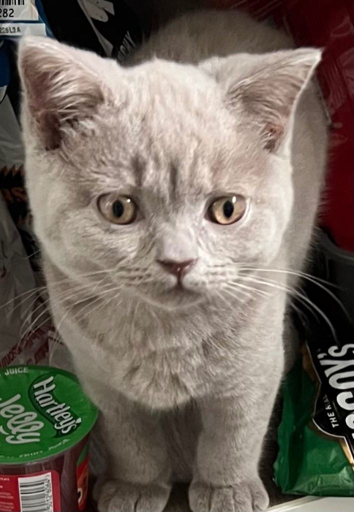 British Shorthair lilac Kitten
