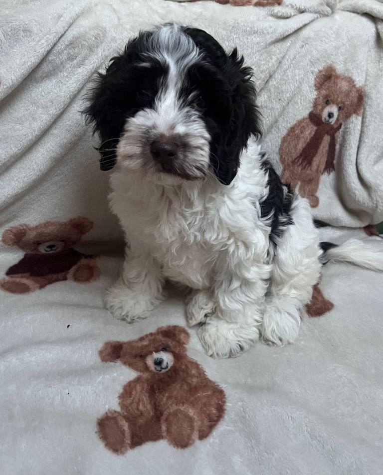 Miniature F1 cockapoo puppies