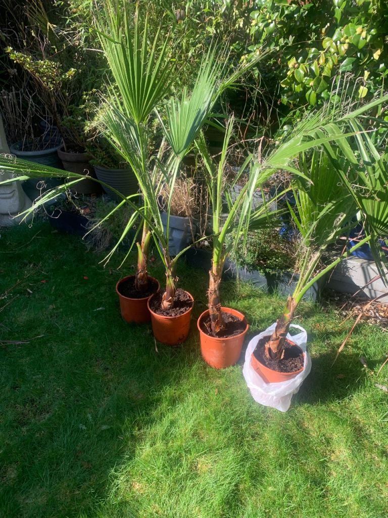 Mexican fan palm tree