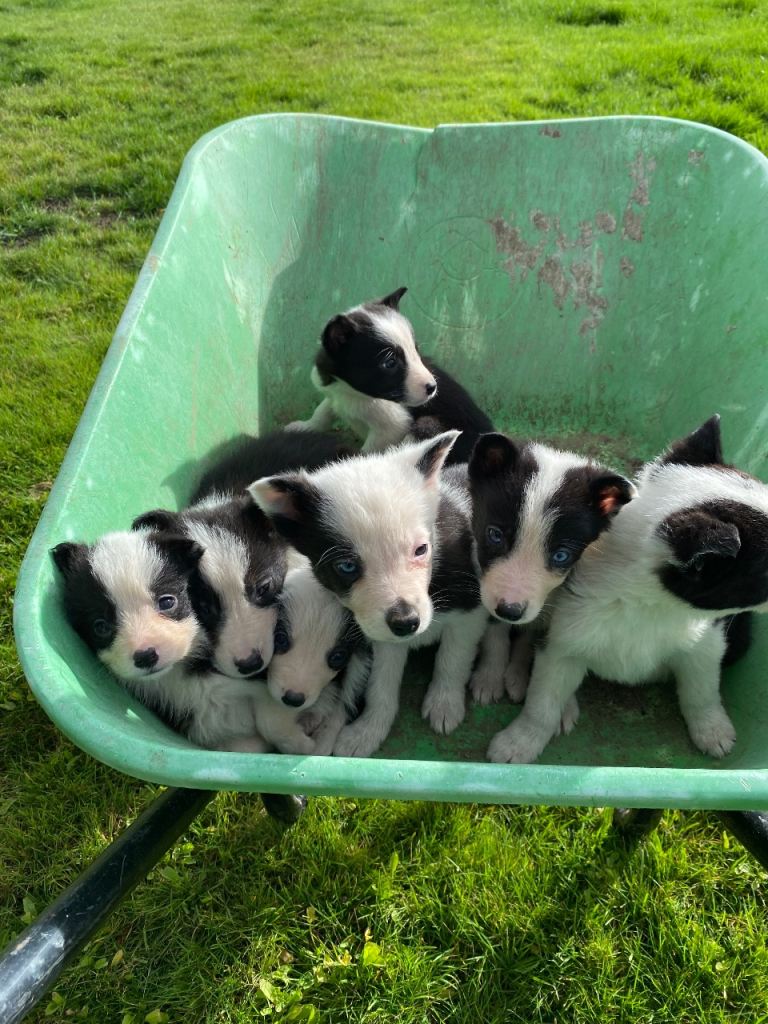 Beautiful border collie puppies