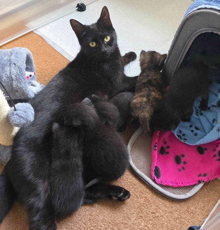 3M/2F Black/Tortie Kits fully vax flead and dewormed