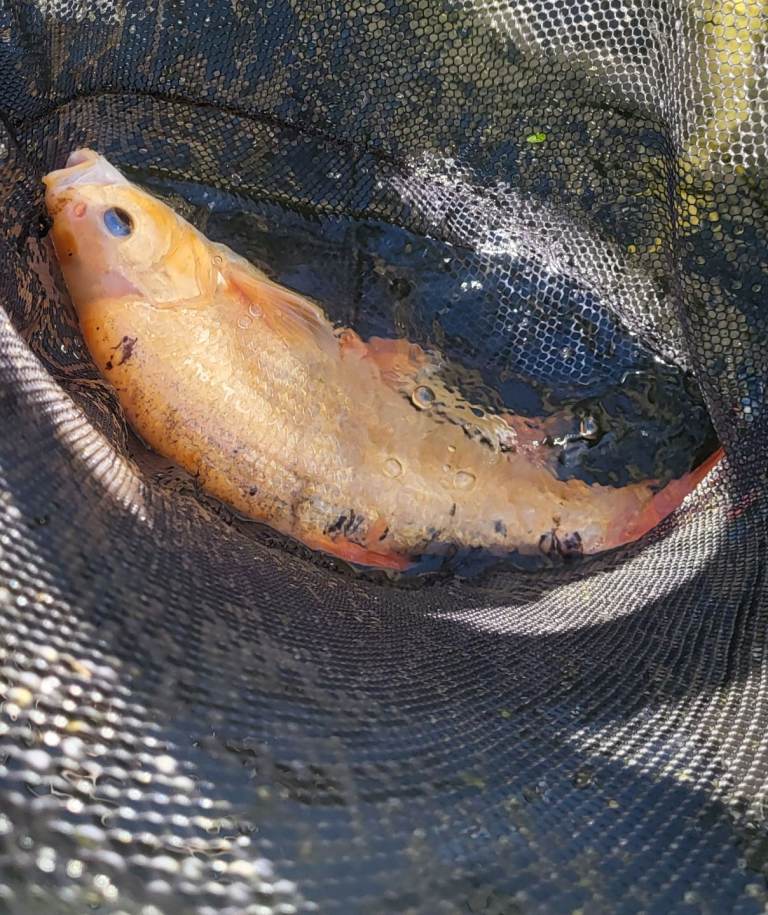  300 for all 6 japanese koi fish 