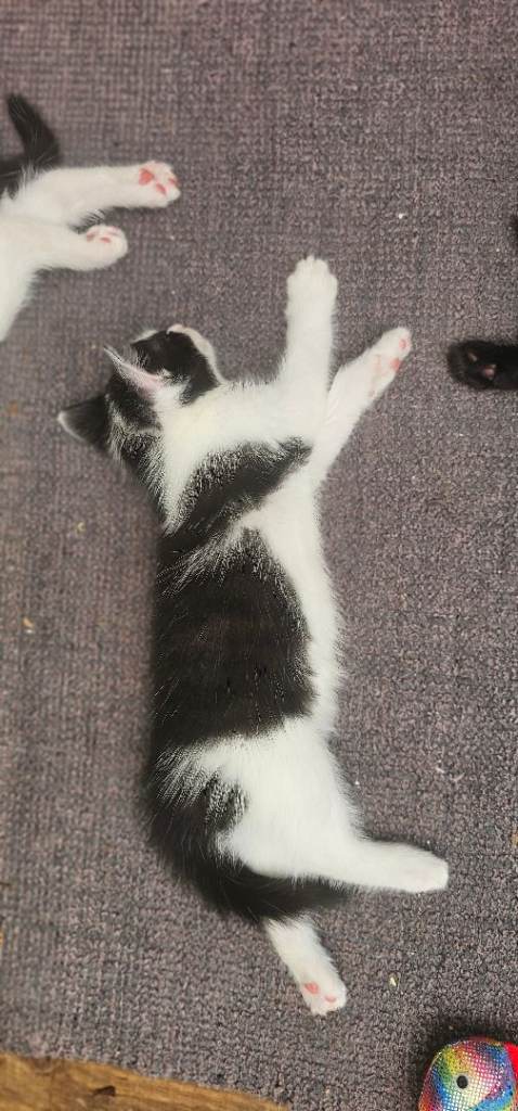 Kittens