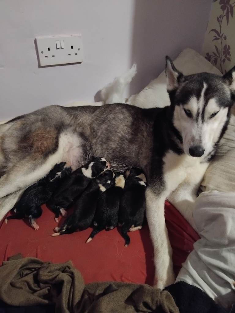 Husky Puppies for sale
