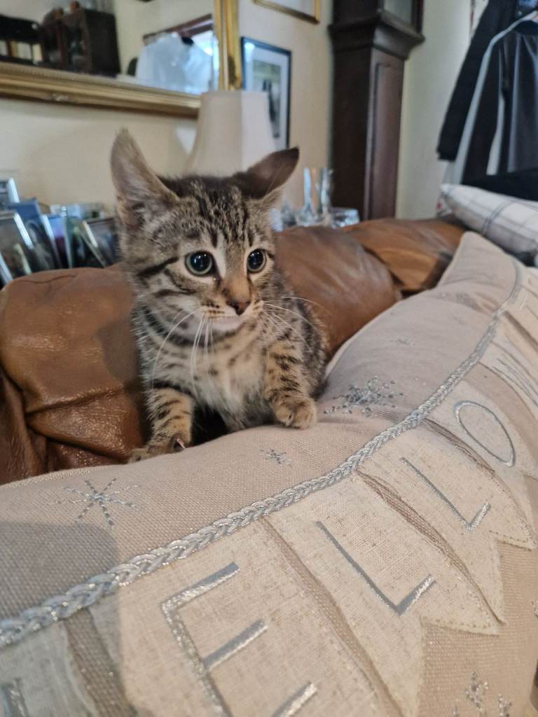 Kittens for sale 