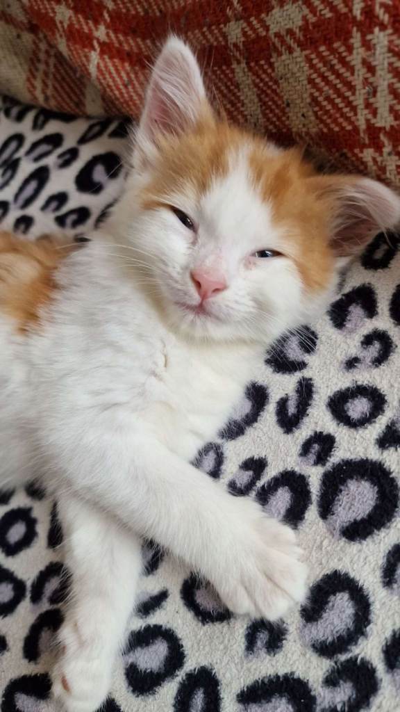 1 kitten: ginger/white (male)