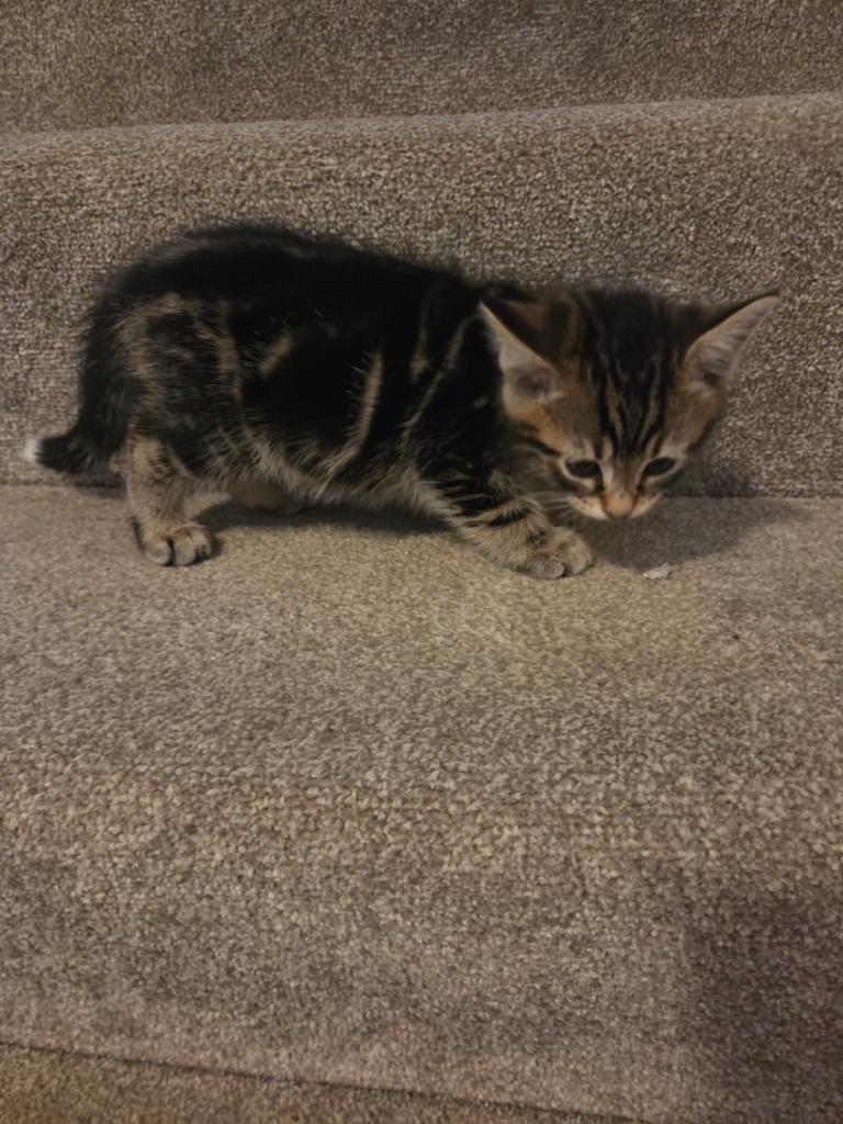 Kittens looking for loving homes