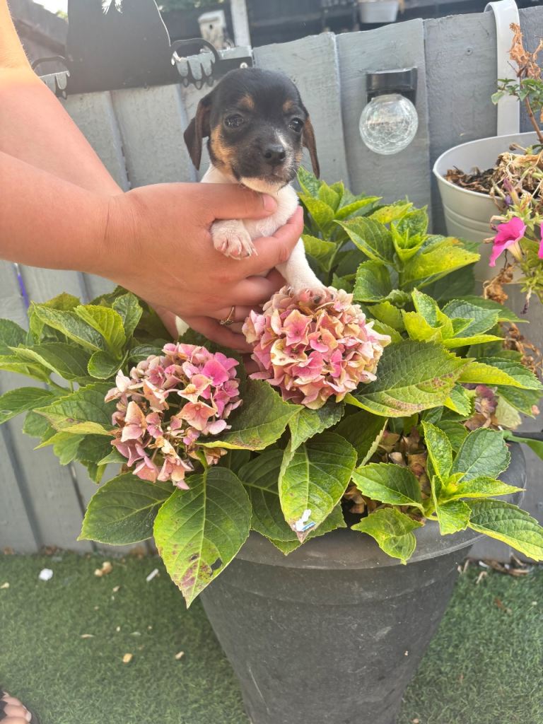 3 traditional Jack Russell pups  left 