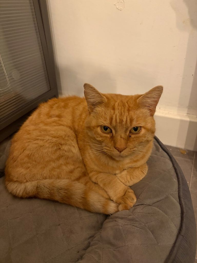 Woody 8 years old