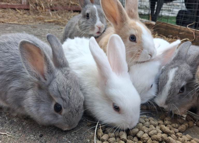 6 Beautiful Netherland dwarf x Mini Lop rabbits 