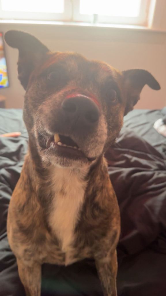URGENT Staffy cross collie for rehoming