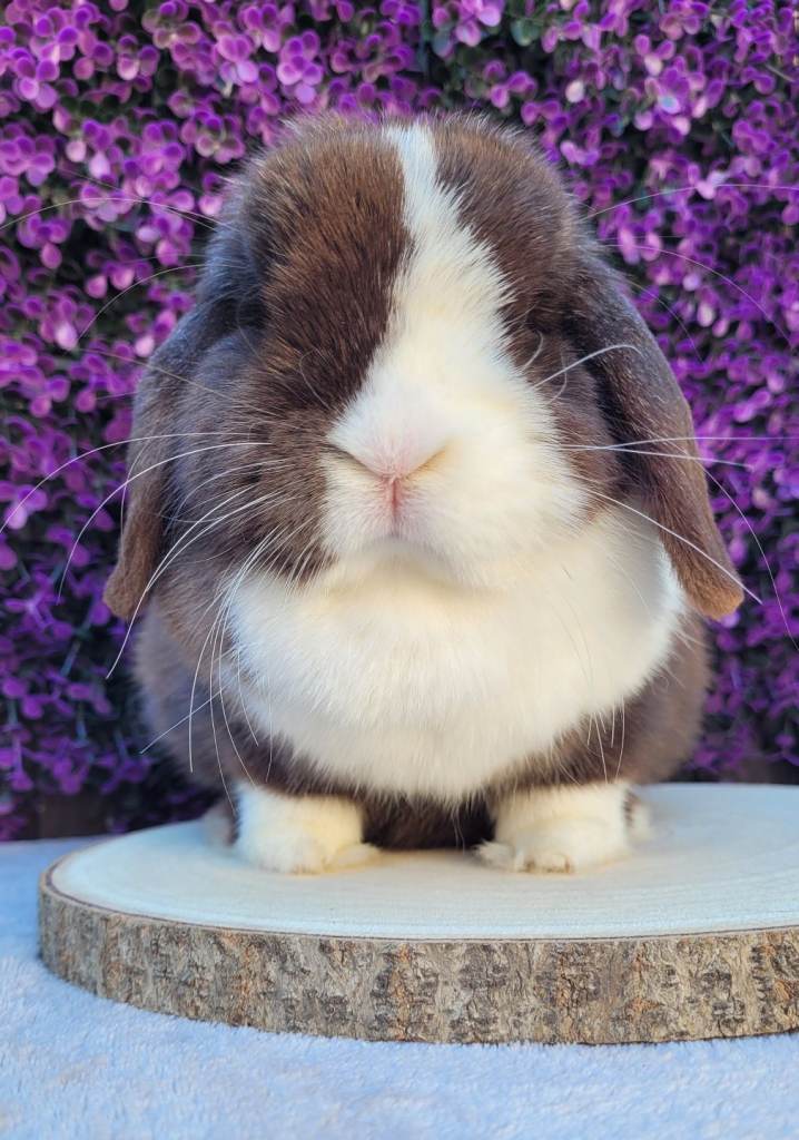 Purebred mini lop Adult/ bunnies available 