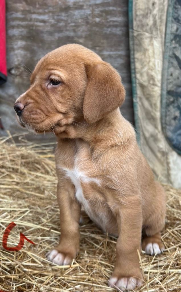 Fox red Labrador puppies