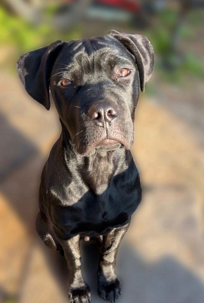Cane Corso