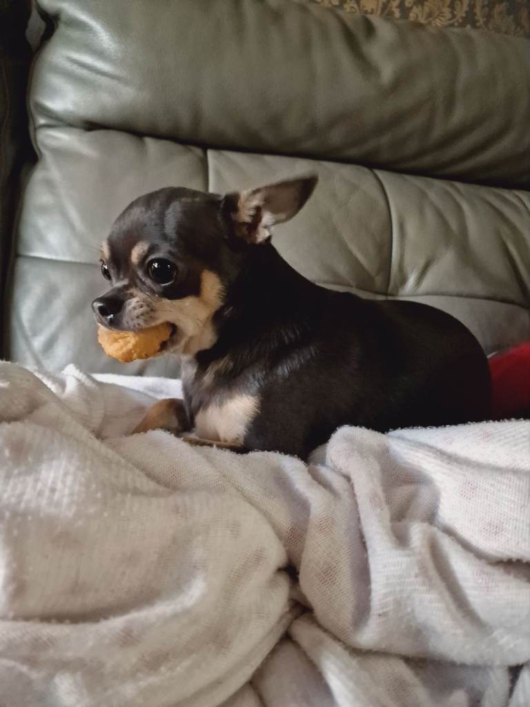 4 year old male chihuahua 