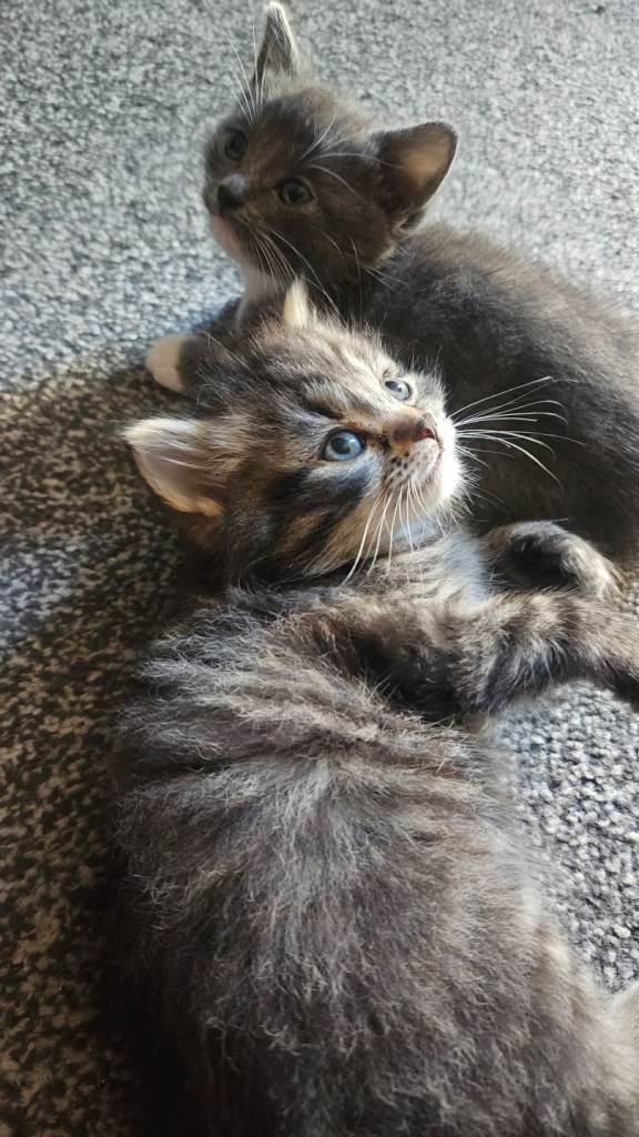 Gorgeous Tabby x Bengal Kitten For Sale