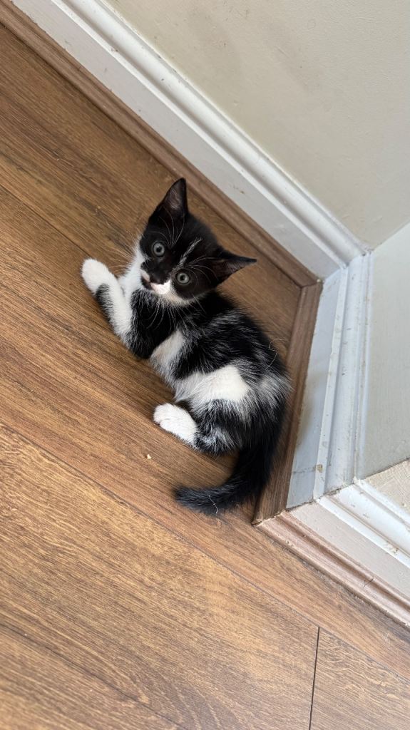 Female kitten 