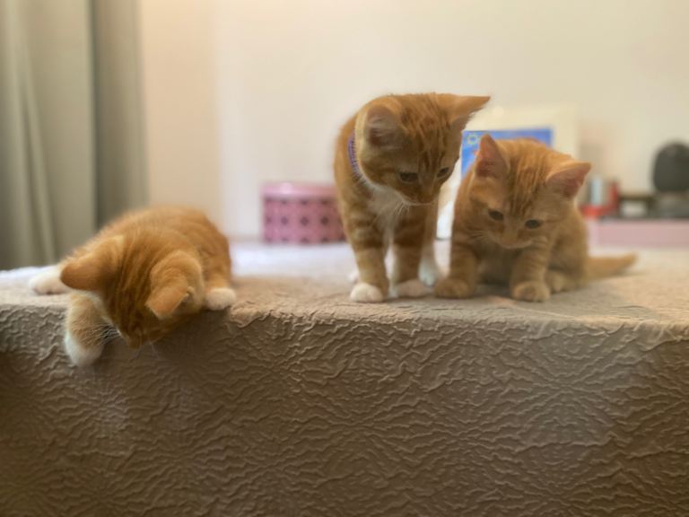 🧡 Beautiful Ginger Kittens – Home Raised & Well Socialised 🐱