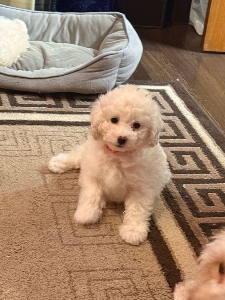 Maltipoo  1 boy  for sale 
