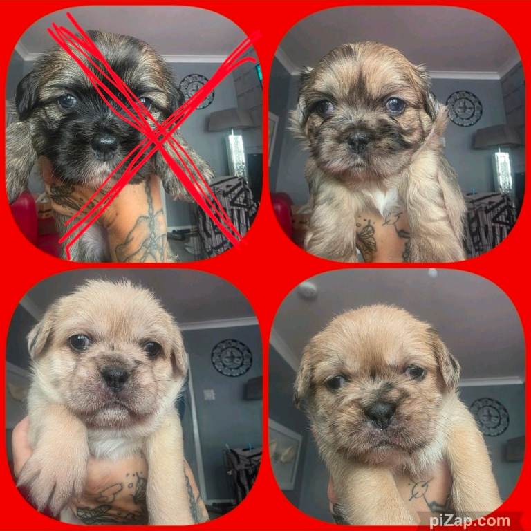 French bulldog tzu 8 weeks old 3 girls left ready to go on Saturday 