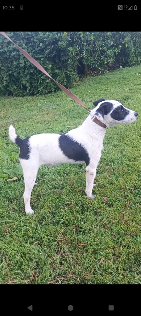 Parson russell terrier