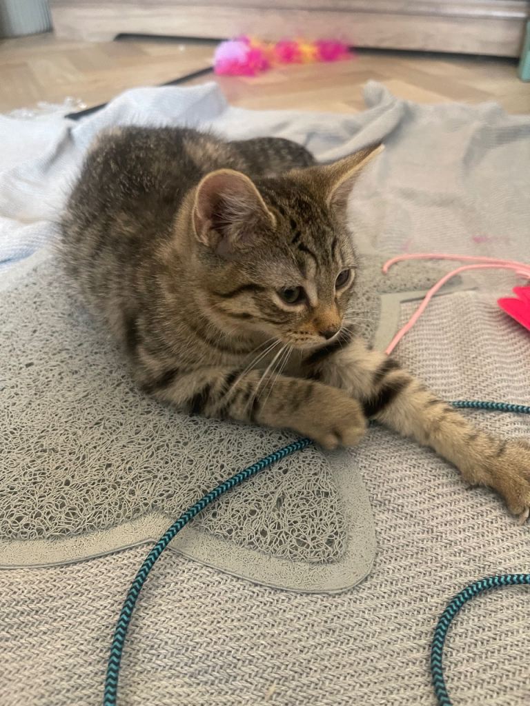 Beautiful 9-week-old kitten looking for a loving forever home
