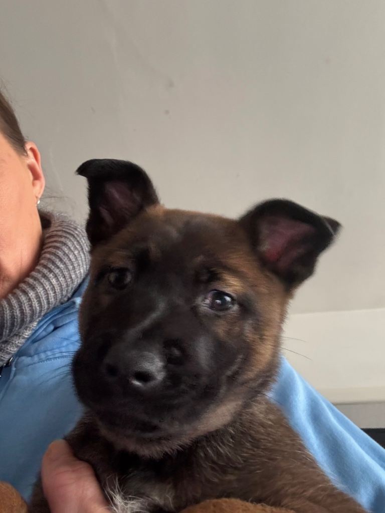 Belgian malinios puppies 