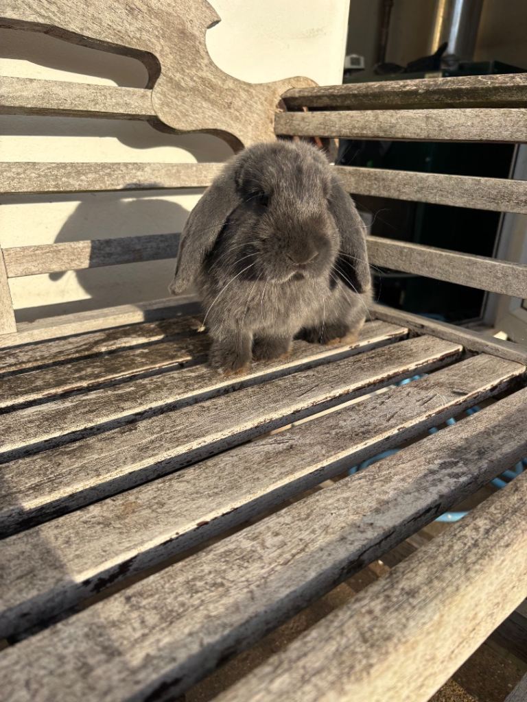 Rabbits 