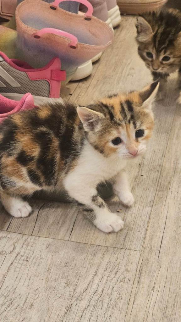 Fluffy kittens