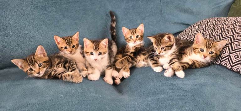  8 weeks old  Kittens ready to go 