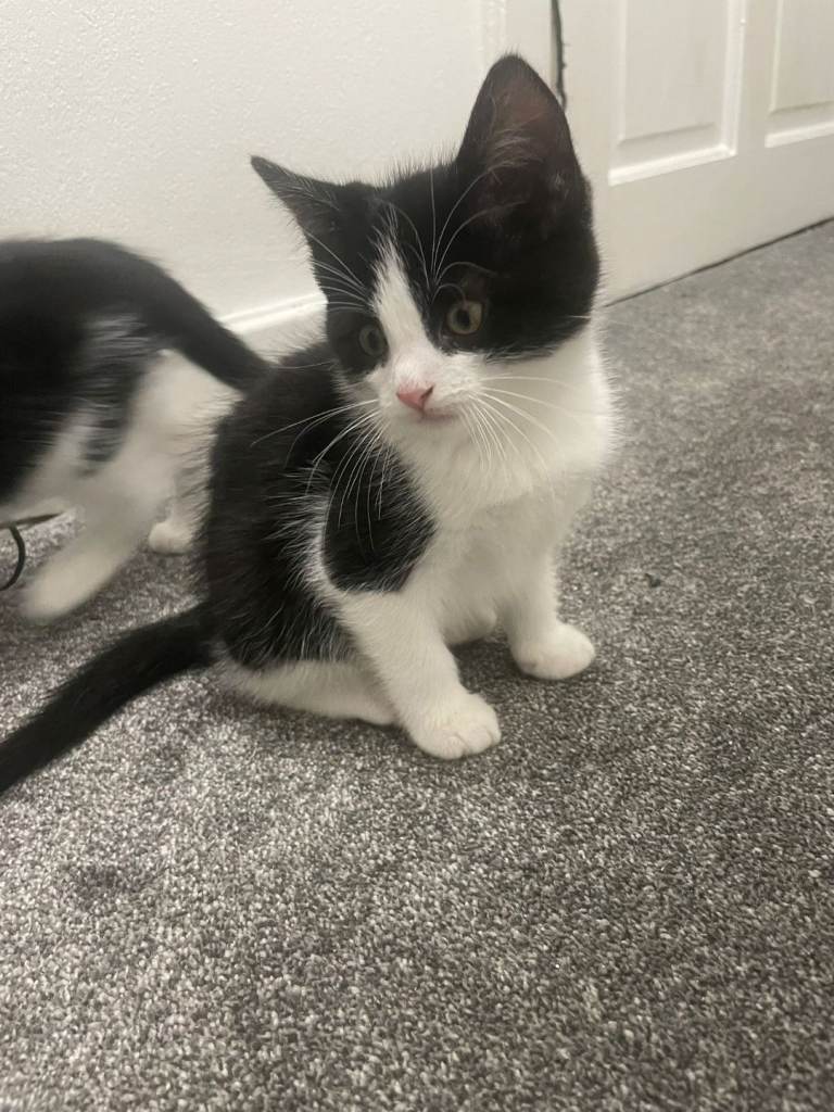 Lovely Kitten for sale